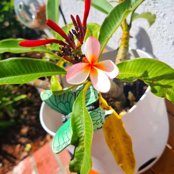 Meet your Posher, Laura - Picture 2 of 2